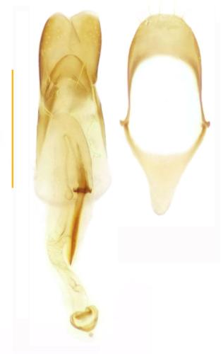 Réf. 335 604 : Atomaria fuscata